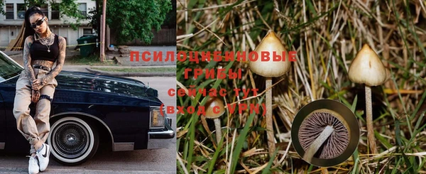 шишки Беломорск